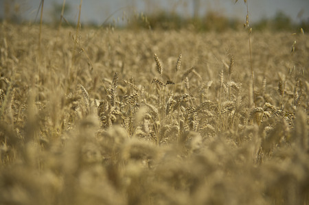 Macro detail of some ears of ripe barley and ready for harvesting. Photos with the highest level of detail.の写真素材