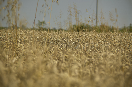 Macro detail of some ears of ripe barley and ready for harvesting. Photos with the highest level of detail.の写真素材
