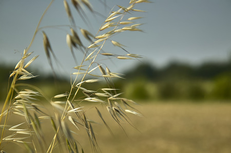 oat Plant in a field driven by the wind ,Windy yarns, a macro detail that evokes melancholy and reflection.の写真素材