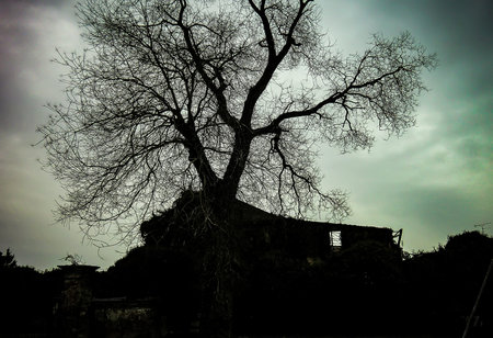 A secular tree in winter, immersed in an abandoned place full of ruins and remains of a bombing after the war: black and white shot with very dark sky.の写真素材