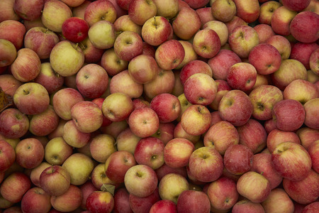 Red apple texture: lots of red apples collected in a bins at the time of their collection in the production phase. Apples storage.の写真素材