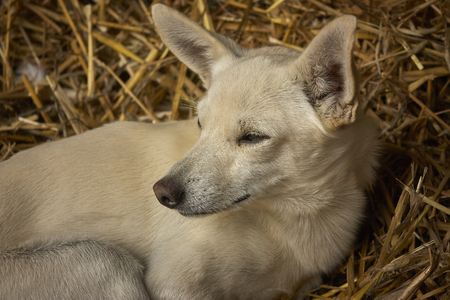 Puppy of dog in the mutton who rest in a comfortable and hot haystack. Looking in front of him, and peaceful and relaxed expression.の写真素材
