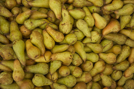 Pear texture: lots of pears collected in a bins at the time of their collection at the production stage. Pear storage.の写真素材