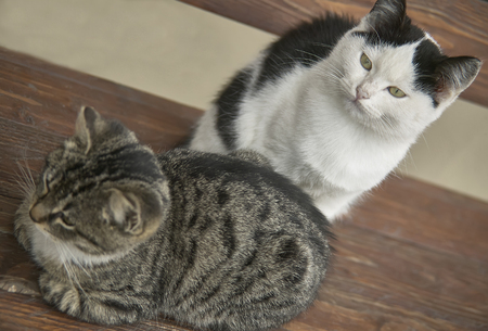 Couple of kittens, one dark and one clear, sitting on a wooden bench raised from aboveの写真素材