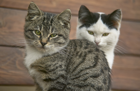 Close up of a couple of cats or kittens one behind each other with very high level of detail.の写真素材