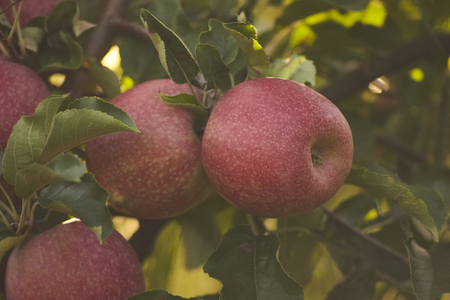 Apples attached to the plant ready to be harvested in an apple cultivation in an orchard.の写真素材