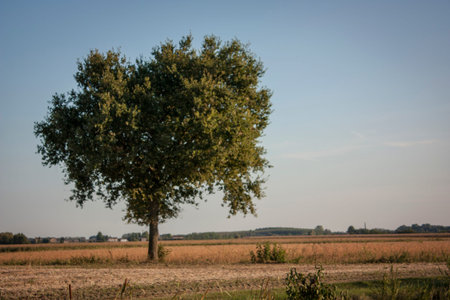 Large tree, plane tree, immersed in a unique and evocative countryside.の写真素材