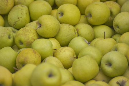 Green apple texture: lots of green apples collected in a bins at the time of their collection in the production phase. Apples storage.の写真素材