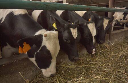 Many cows and calves in a battery farm while eating hay to fatten before slaughter.の写真素材