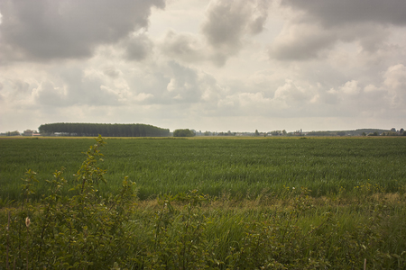 Typical countryside landscape of the Padana plain in Veneto, Italy, with grain crops and wild herbs under a cloudy sky and characteristic colors.の写真素材