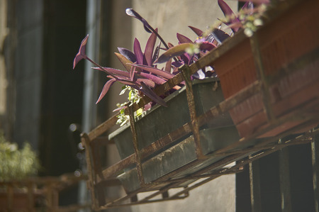 Flower lilac with lilac flowers on a balcony used to adorn and embellish the house.の写真素材