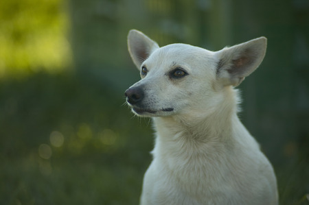 Small little dog with a look looking forward with dreamy expression.の写真素材
