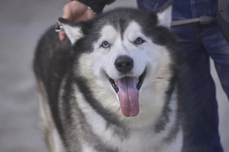 Dog aski held on the leash by her master with the tongue outの写真素材