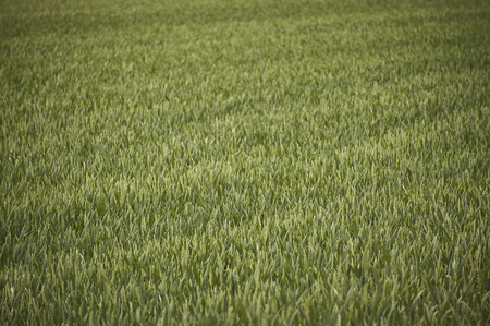 Barley texture in a field for its cultivation in a state of growth still premature.の写真素材