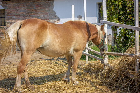 Horse eating enclosed in her breeding fenceの写真素材