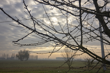Branches of a bare tree during winter in a countryside landscape.の写真素材