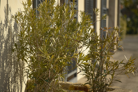 Oleander plant used as an ornament inside a condominium flower-bed.の写真素材