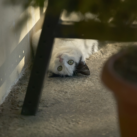 Little black and white cat on the ground as he rolls and plays with who is watching him.の写真素材