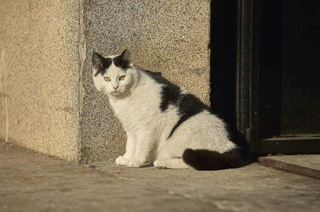 Small black and white cat sitting warming in the sun beside a wall.の写真素材