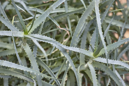 leaves and ramifications of the aloe vera plant: typical succulent plant with known medical and aesthetic qualities.の写真素材