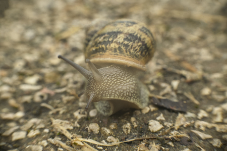 Snail as it emerges from its protective gusco to start its slow journey into the surrounding environment.の写真素材