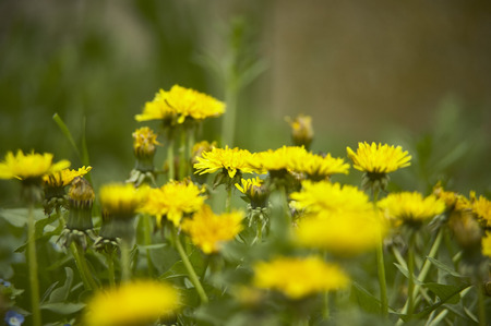 Multitude of dandelions in a garden that blossoms in spring with bright and pleasant colors.の写真素材