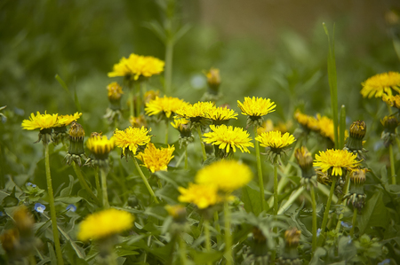 Group of dandelions in a garden that bloom again in spring mixed in the middle of the remaining vegetation.の写真素材