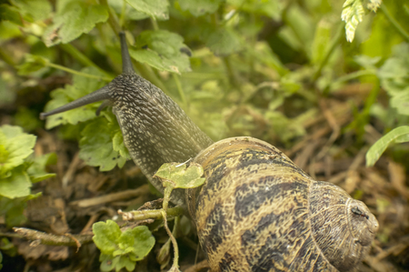 Small snail immersed in the vegetation of a garden: its natural habitat in which it can live and feed.の写真素材