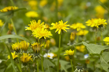 Dandelion in bloom and growing in the middle of a gardenの写真素材