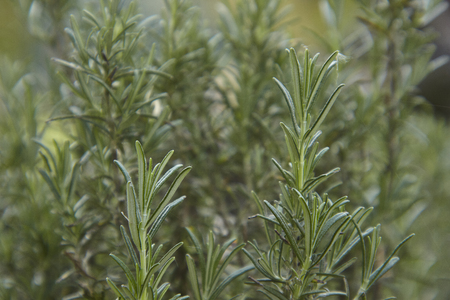 Rosemary leaves: typical plant used as a spice in the kitchen.の写真素材