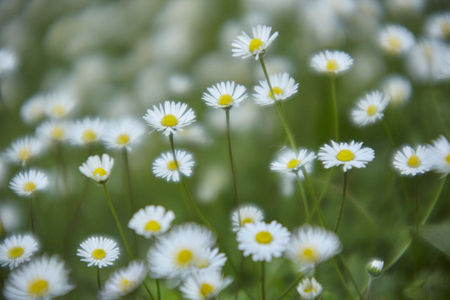 Texture of daisies in a meadow at spring, image with bokeh effect and light mist that makes everything very mysticalの写真素材