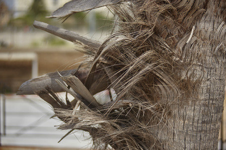 Detail of the bark of an ornamental palm tree on the waterfront.の写真素材