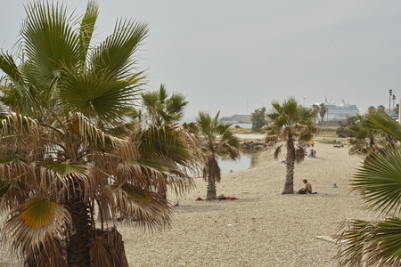 Series of palm trees used as decorative elements in the beach of Civitavecchia in Italy.の写真素材