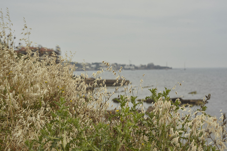 Oats spontaneously born on the Italian coast near the city of Civitavecchia.の写真素材