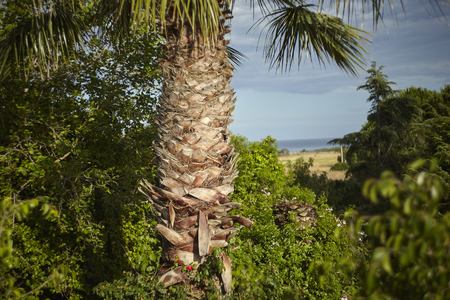 Detail of the trunk and bark of a palm tree surrounded by typically lush green and luxuriant vegetation.の写真素材