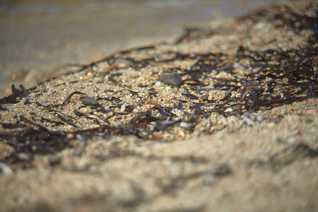 Line of Mediterranean sand covered with small pieces of seaweed dragged ashore from the sea.の写真素材