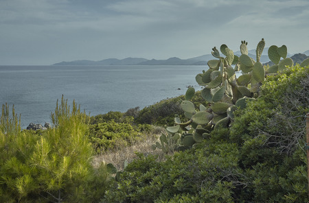 Prickly pears grow on the rocky walls of the southern coast of Sardinia amidst typical shrubs of the area.の写真素材