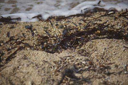 Mediterranean sand covered with small pieces of seaweed dragged ashore from the sea.の写真素材