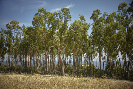 Small poplar grove during the summer in the period of drought on the southern Mediterranean coast of Sardinia with the sea behind.の写真素材