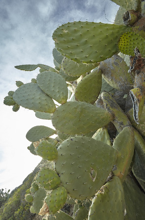 Detail of a plant of a prickly pear in wide-angle shot with clearly visible thorns and details of the leaves.の写真素材