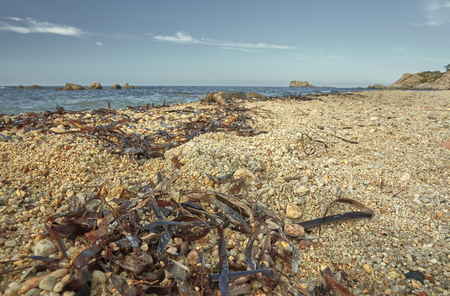 Sand and algae in the foreground with the background of a beautiful Mediterranean beach during the summer.の写真素材