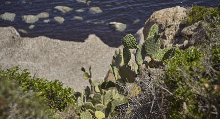 Detail of a prickly pear growing on the rocky wall of a Mediterranean coast.の写真素材