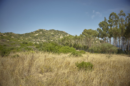 Grass, scrub and Mediterranean vegetation yellow and dried by drought in the southern coast of Sardinia.の写真素材