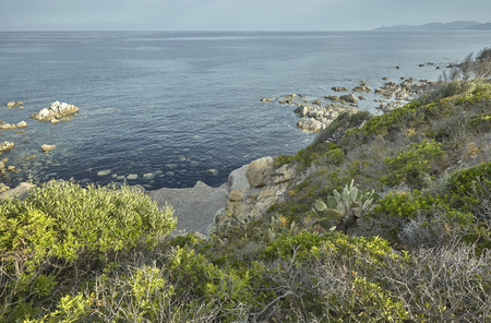 Mediterranean shrubs grow on the rocks of the southern coast of Sardinia in Italy.の写真素材