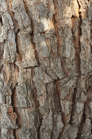 Very high definition texture of a portion of maritime pine bark.の写真素材