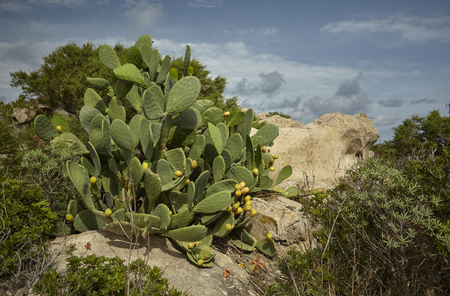 Prickly pear plant grows wild among the rocks of the hills of southern Sardinia.の写真素材