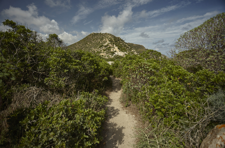 Mediterranean scrub: The typical vegetation of the southern Sardinian coasts extends in a hilly and uncontaminated territory.の写真素材