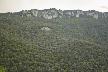 Texture of green trees grow on the wall of a mountain in the Sardinian hinterland.の写真素材