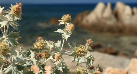 Detail of a calcatrÃ¨ppola marina: A plant with pungent leaves that grows on the coastal areas of the Mediterranean, now endangered due to the pollution of the sea.の写真素材