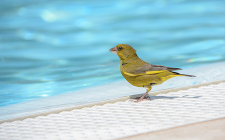 Colorful little bird trying to drink water in the edge of a swimming pool.の写真素材